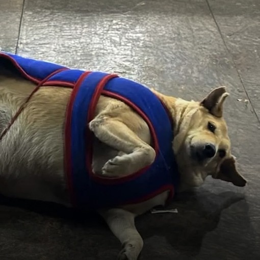 chonky champion