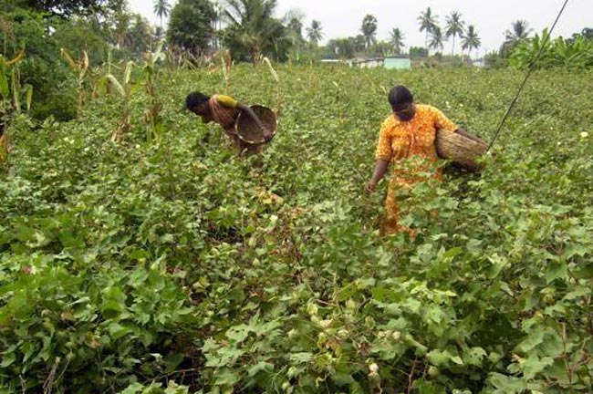 Acute shortage of Bt cotton seeds in Andhra Pradesh - India Today