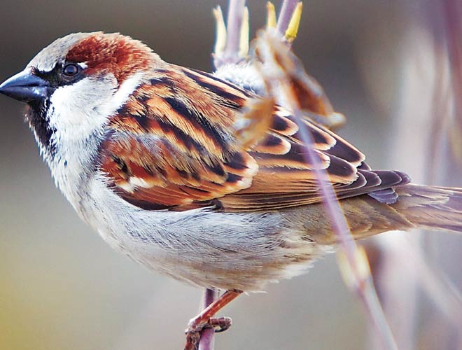 Delhi CM declares house sparrow as state bird - India News Delhi CM declares house sparrow as state bird - India News