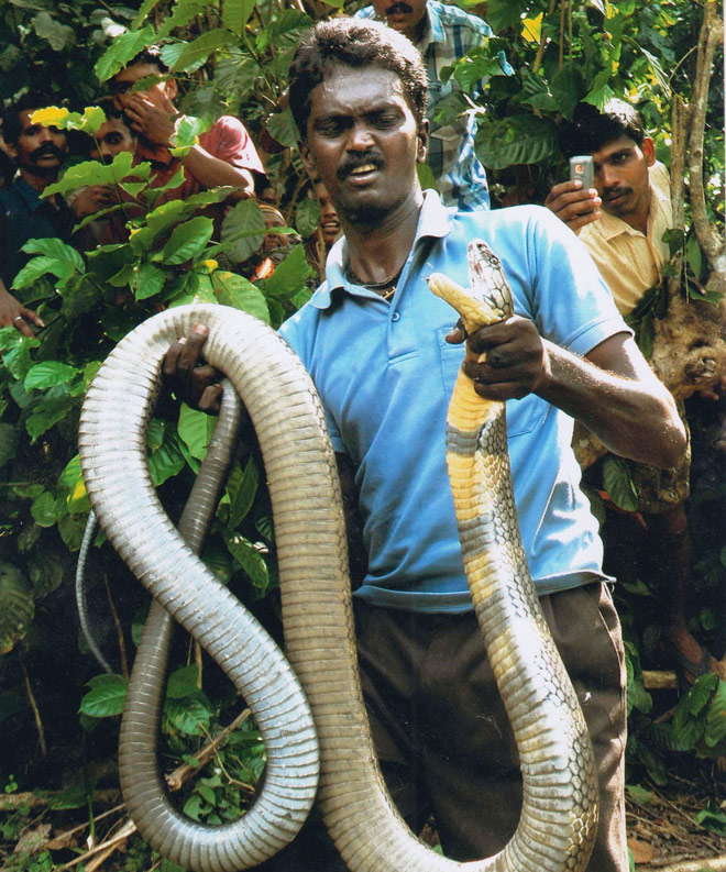 Rescuer or tormentor? Social media furiously debates snake catcher Vava  Suresh