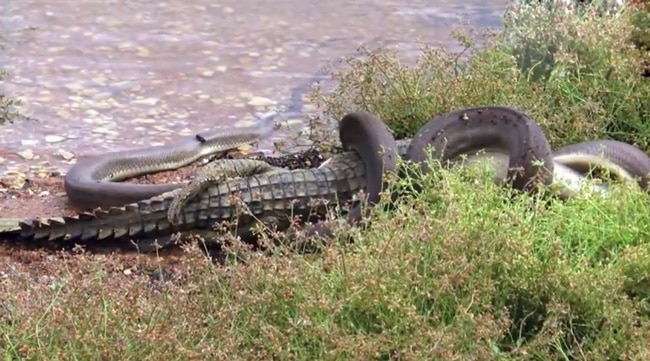 Watch as python 𝓀𝒾𝓁𝓁s and then swallows crocodile whole - India Today