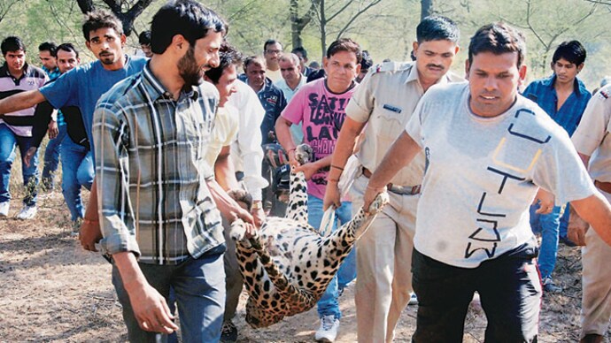 Fifth dead leopard found near Manesar