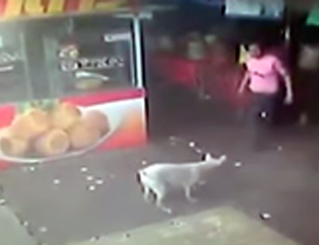 Man tries to kick dog, gets what he deserves Mad Mad World News