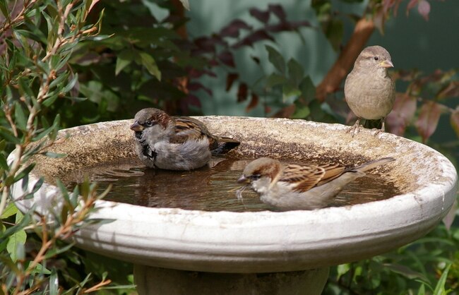 World Sparrow Day: Facts you should definitely know about this Indian initiative