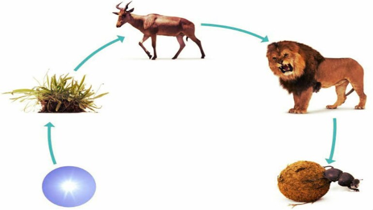 Food Chain Relationships Between Species In A Community Education Today News