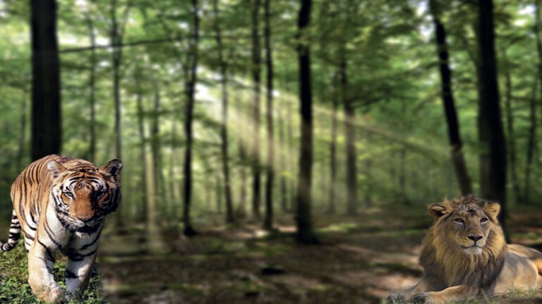 The Battle Of Big Cats Lion S Lair Or Tiger S Den Glossary