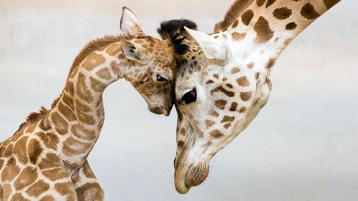 Mother S Day Special 10 Animal Gifs That Give You The Feels Lifestyle News Mother S Day Special 10 Animal Gifs That Give You The Feels Lifestyle News