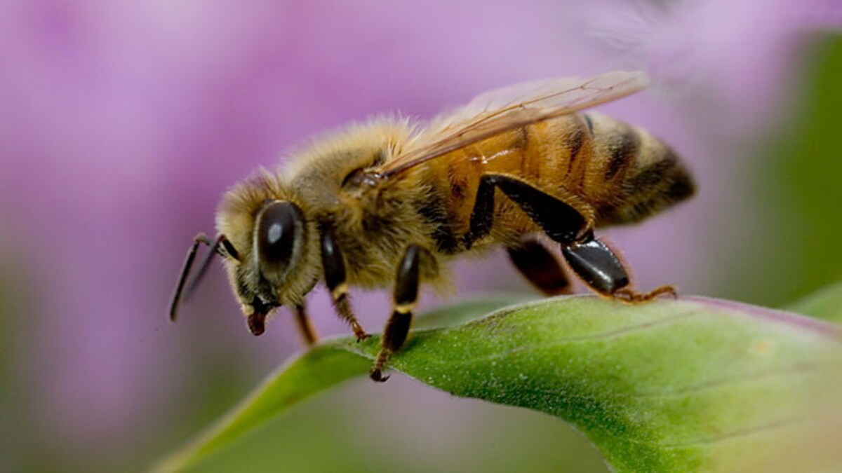 Five Dangerous Bugs Around The World Education Today News Five Dangerous Bugs Around The World Education Today News