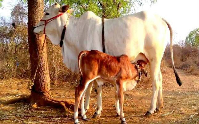 Nepal has declared the Cow as it's national animal.