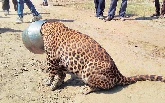 Maqsood was mauled by the tiger