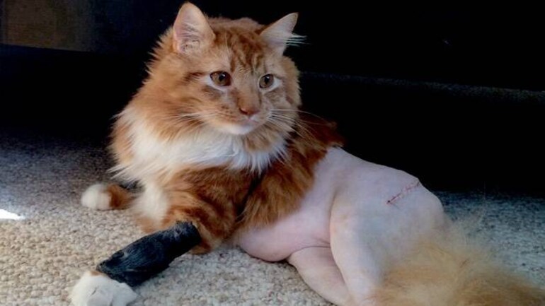 I Dropped My Pant Not My Style Says This Cat Fyi News