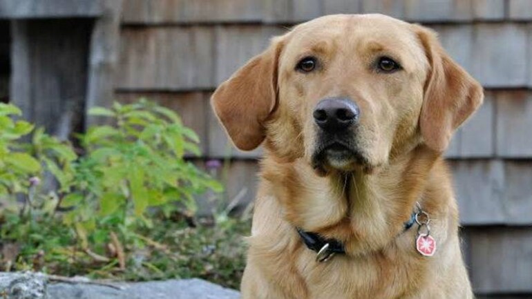 Top 8 Jobs For Animal Lovers Education Today News