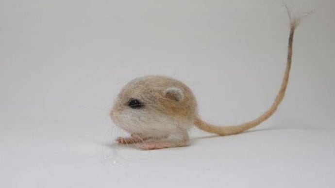 Meet Baluchistan Pygmy Jerboa, the only rodent you will find cute!