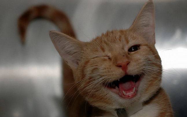 happy animal news happy animal news