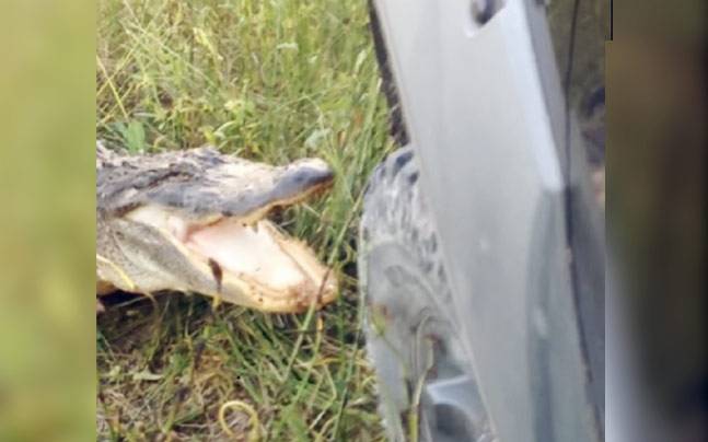 Guess who won, the car or the alligator?