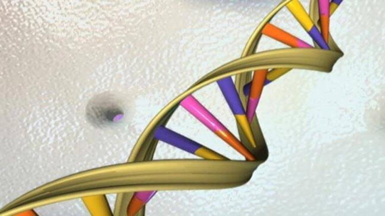 Genes that determine nose shape found - World News