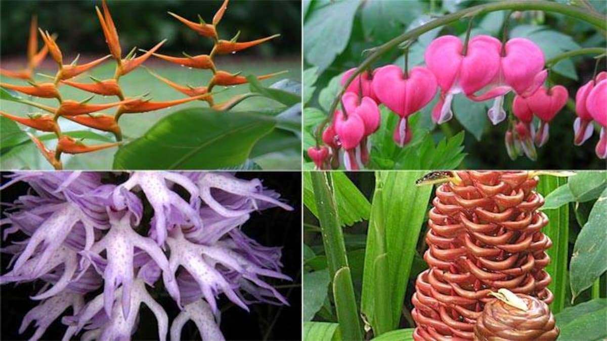 10 Bizarre But Awesome Flowers You Probably Did Not Know About Education Today News 10 Bizarre But Awesome Flowers You Probably Did Not Know About Education Today News