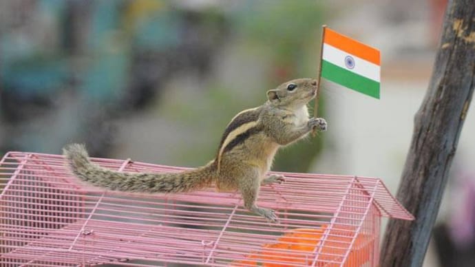 Patriotic squirrel waves Indian flag on Independence Day - India Today