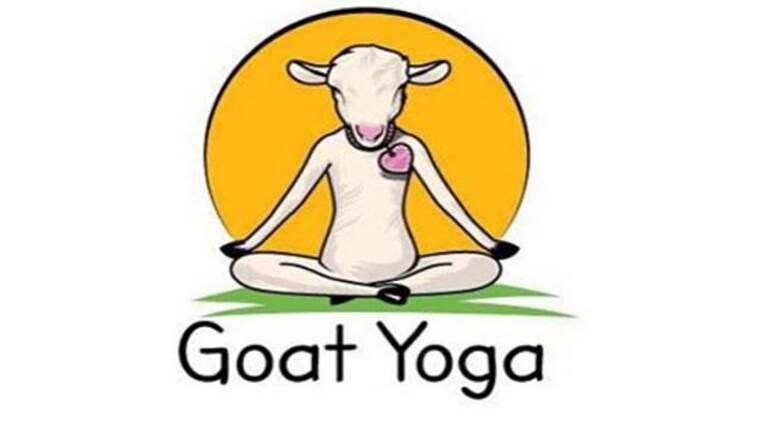 In case you haven't heard, Goat Yoga is the new in thing ...