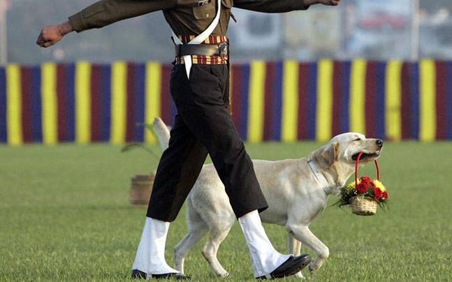 Army Dogs For Adoption In India Army Dogs For Adoption In India