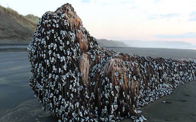 Creepy Object Washes Up On New Zealand Beach Locals Dub It Muriwai Muriwai Monster That Washed Up On A New Zealand Beach