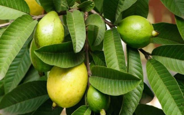 Winter hair fall? Guava leaves are your new best friend - Lifestyle News