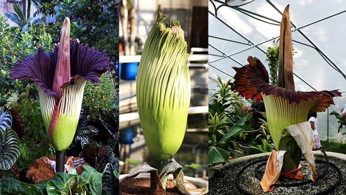 The world's largest flower found on the Sumatra Islands is NOT the Rafflesia!