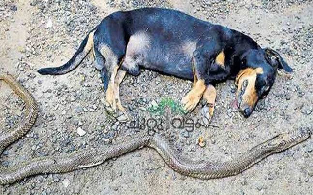 Will Dogs Kill Snakes