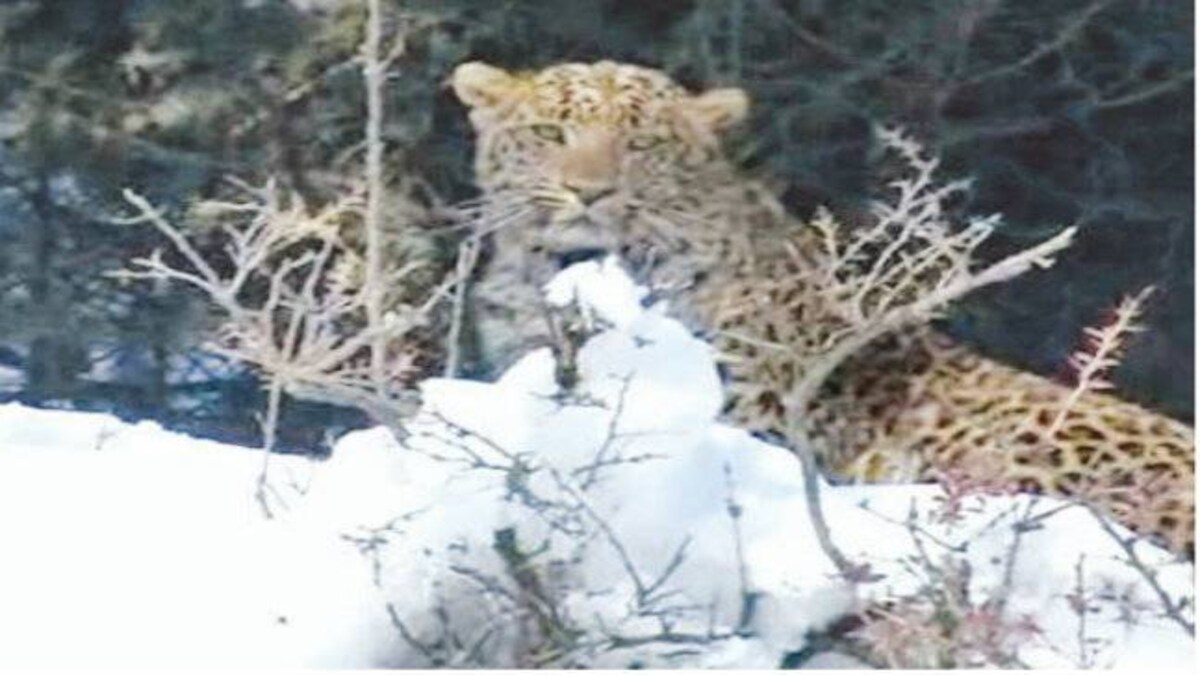Endangered Snow Leopard Massacred For Fur Coats And Home Decorations In India Mail Today News Endangered Snow Leopard Massacred For Fur Coats And Home Decorations In India Mail Today News