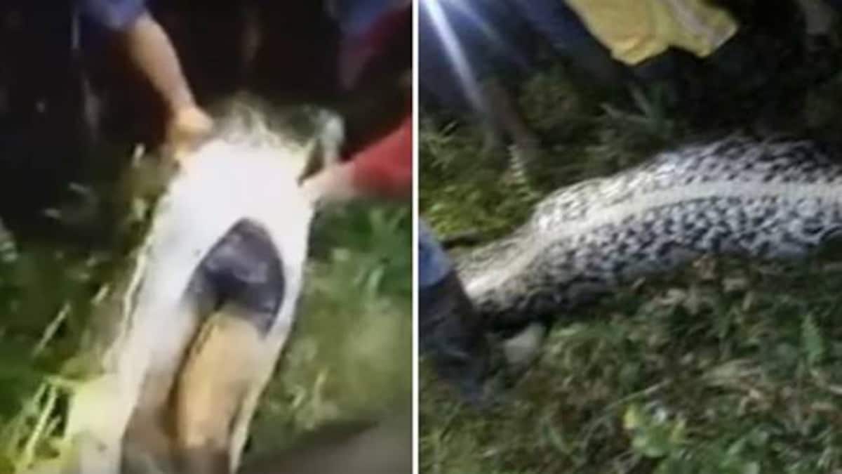 deadly python swallows man police cuts