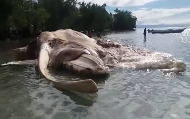 Watch: Giant mysterious dead body of 'sea monster' washed up on Indonesia  coast - India Today