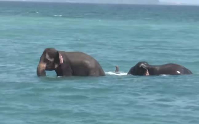 WATCH: Elephantine rescue operation in Sri Lanka to save elephants from  drowning - India Today