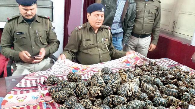 Delhi: Cops uncover exotic tortoise being smuggled abroad