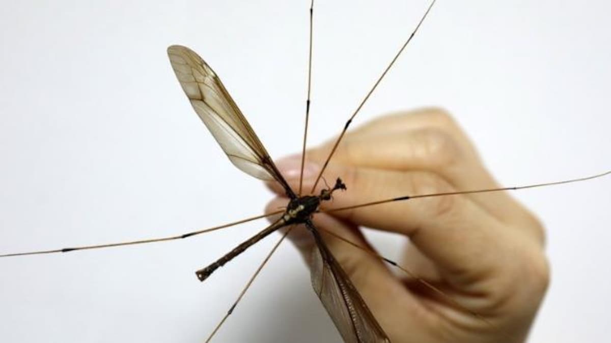 Giant mosquito with wing span of 11.15 cm found in China India Today