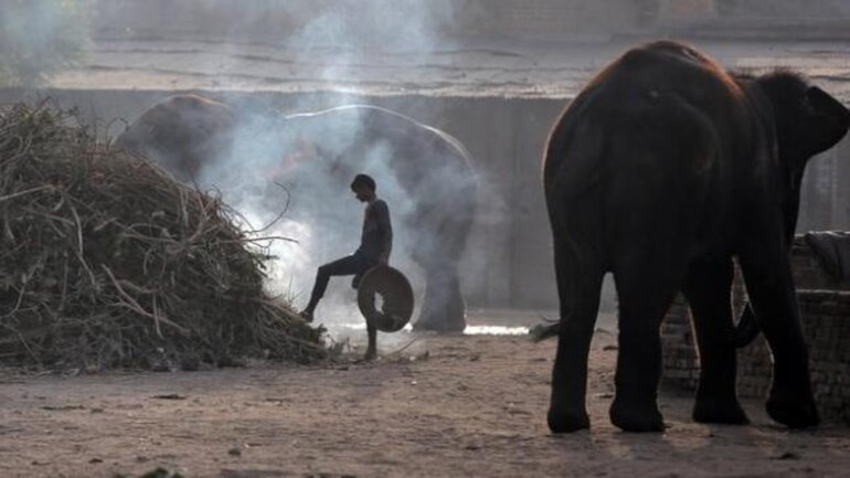 Man crushed to death by elephant in Odisha - India News