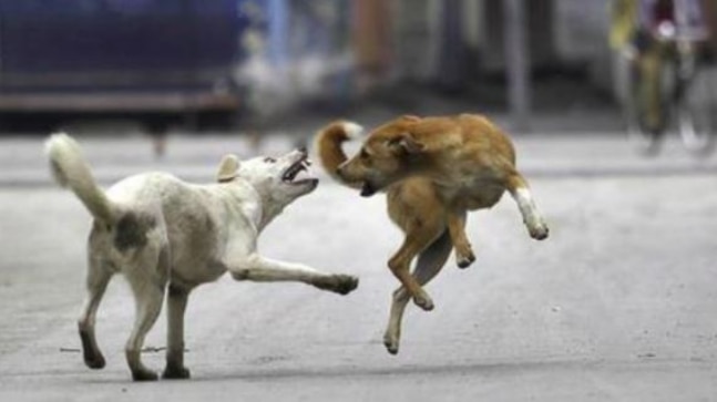Vet scientists reach Sitapur to probe dog menace