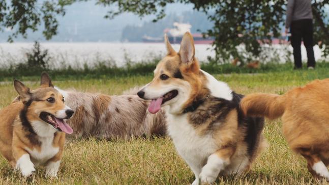 this awwdorable corgi meetup