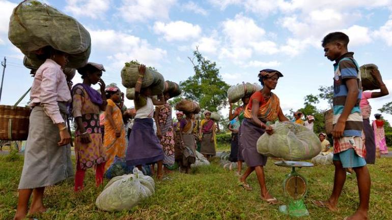 Tea garden workers gather to weigh tea leaves at a tea estate in Nagaon district. (Image: Reuters)