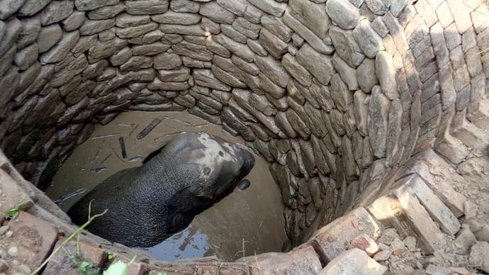 Baby elephant trapped in well in Jharkhand, rescue operation underway