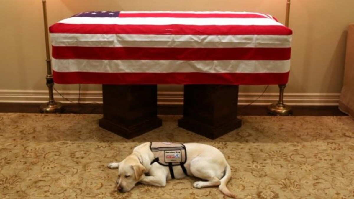 Sully The Dog Is Heartbroken As George Hw Bush Lies In State Pic Goes Viral Trending News News
