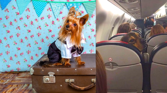 Cost to bring a dog on a hot sale plane