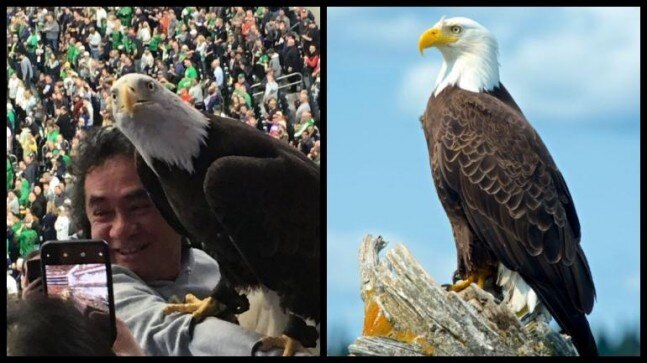Amazing bald EAGLE Wild Animals Montage Limited Edition