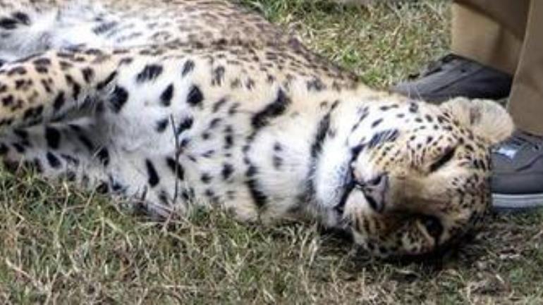 10-month-old leopard found dead on Gurugram-Faridabad Expressway