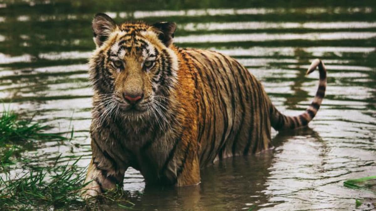 Sundarban is UNESCO protected for a Reason. 3 Sundarban Tourism