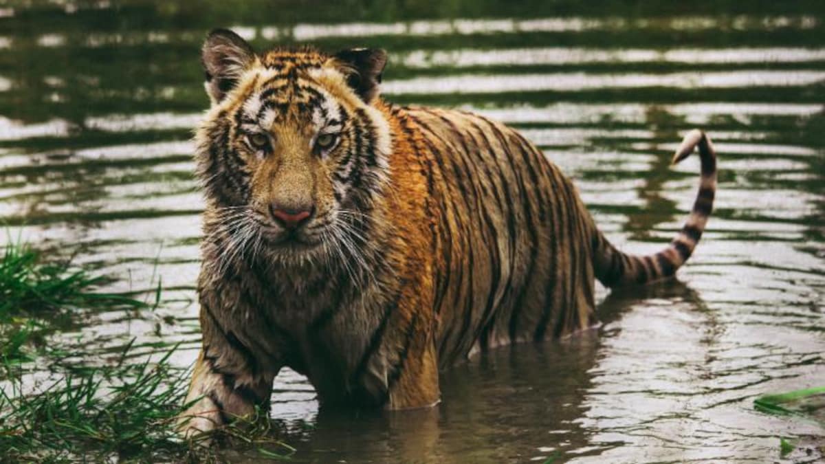 Sundarban Tourism