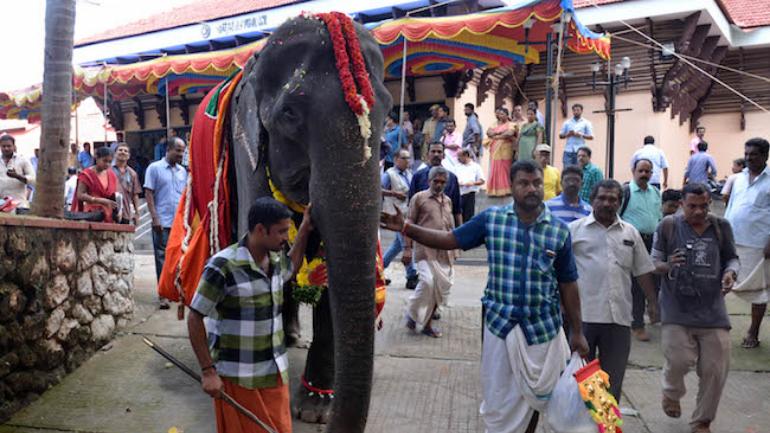 Granny Dakshayani dies at 88 in Kerala Photo: Twitter