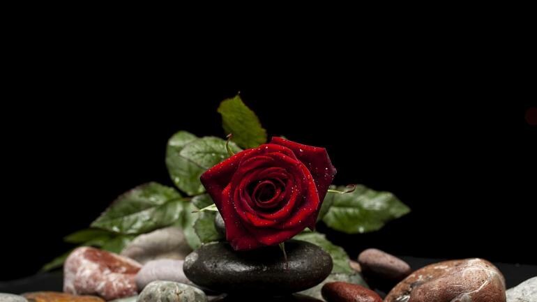 Rose day 2019: rose day wishes, images, quotes, greetings - Information News