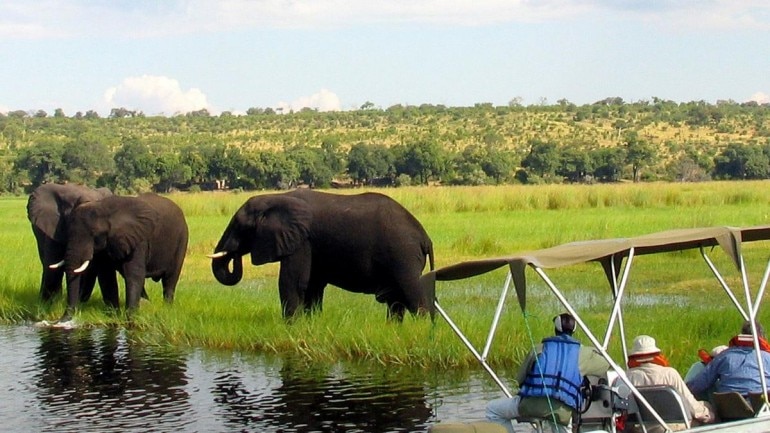Elephants in Botswana, South Africa Photo: Reuters Elephants in Botswana, South Africa Photo: Reuters