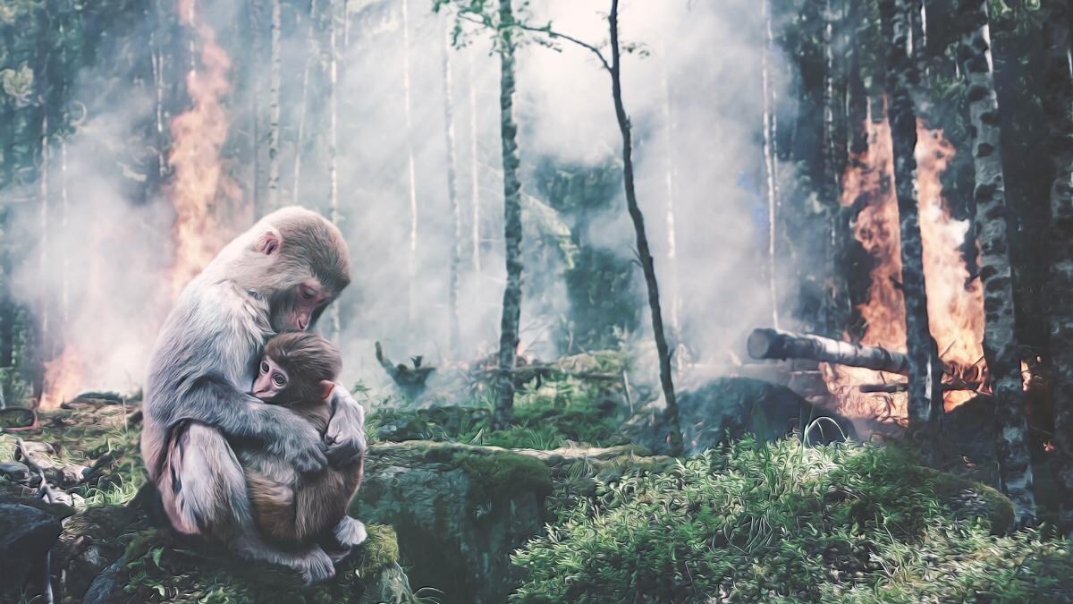 Mass Deforestation Leaves Only 38 Tropical Forests Wildlife Friendly Animal Holocaust Draws Closer Education Today News Mass Deforestation Leaves Only 38 Tropical Forests Wildlife Friendly Animal Holocaust Draws Closer Education Today News