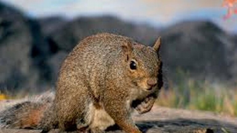 New Species Of Flying Squirrel Found In China Science News Flying Squirrels Schedule 2022